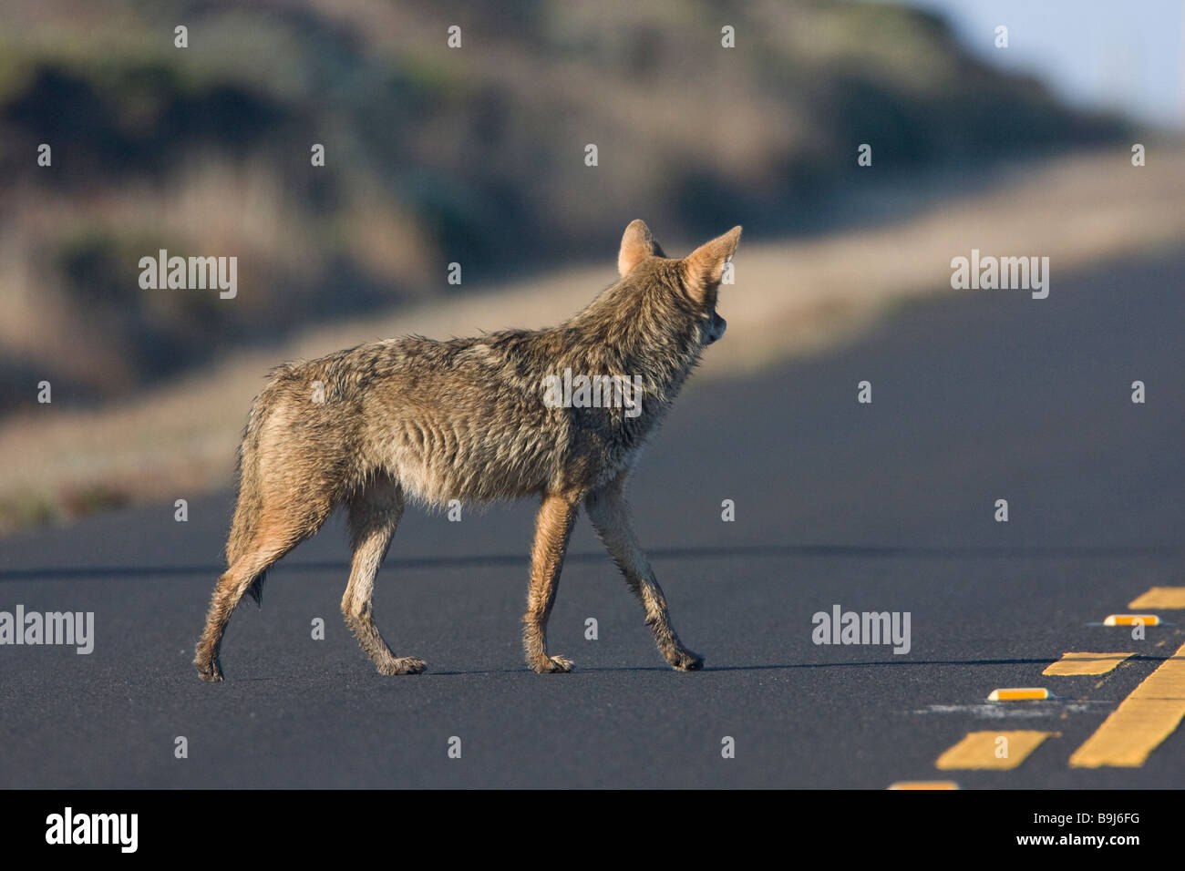 Point reyes and road hi-res stock photography and images - Alamy