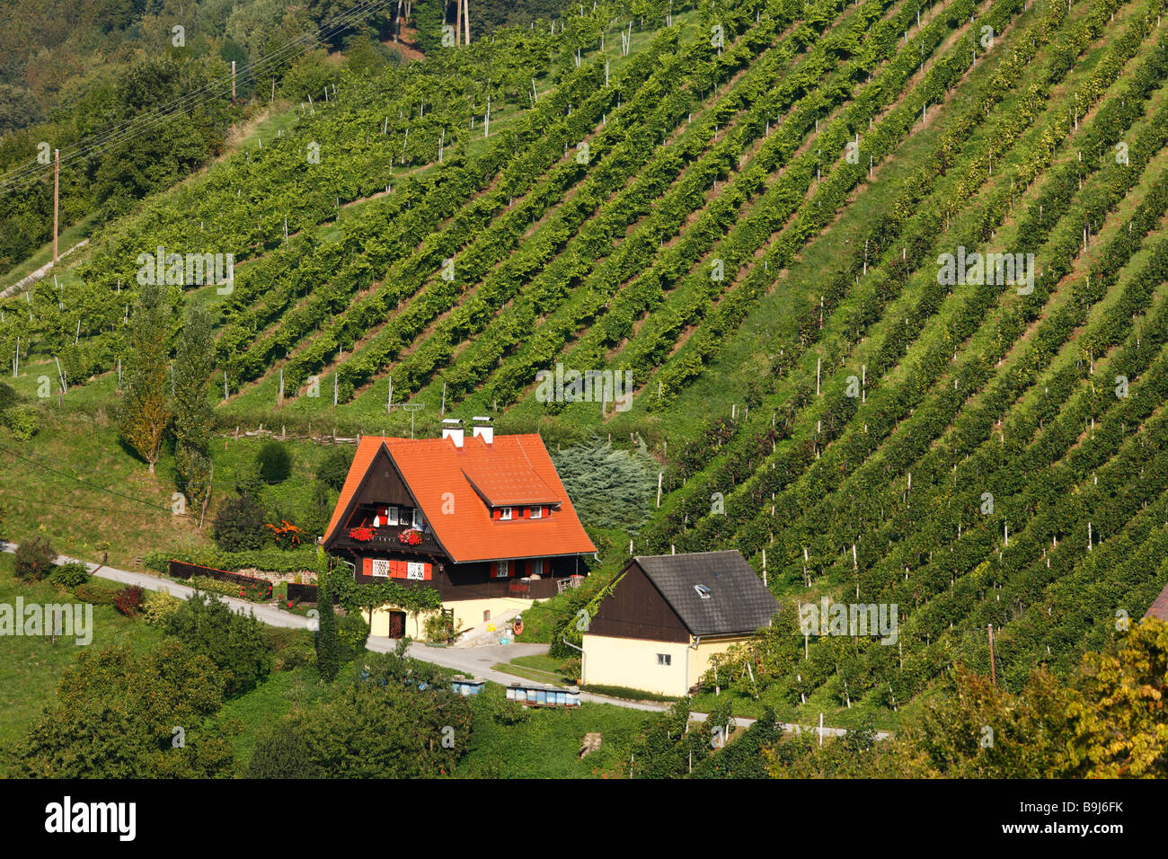 Vineyards, Kitzeck im Sausal, Sausaler Weinstrasse, Styria, Austria, Europe Stock Photo