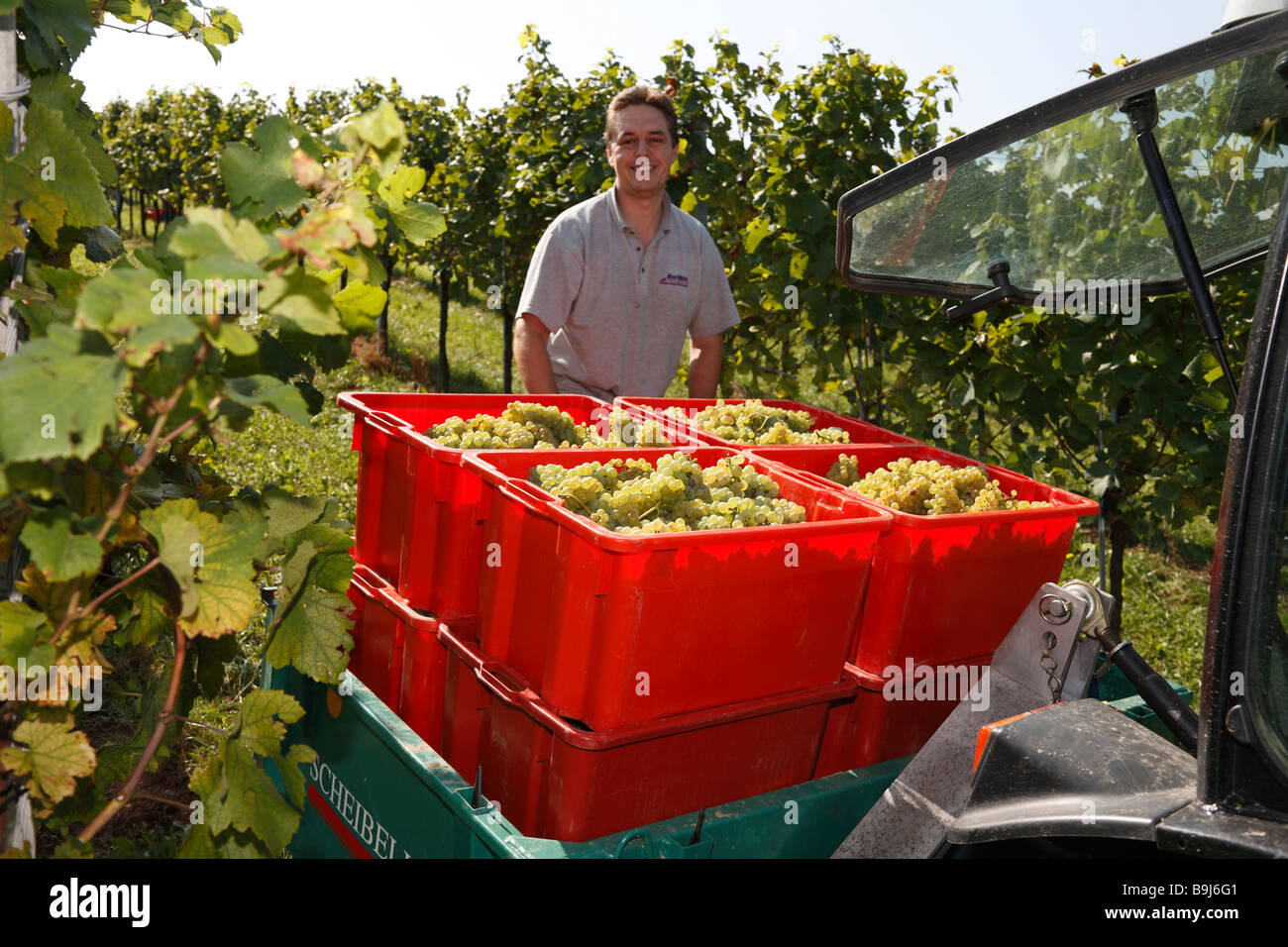 Man harvesting grapes in Langegg, Southern Styria, Austria, Europe Stock Photo