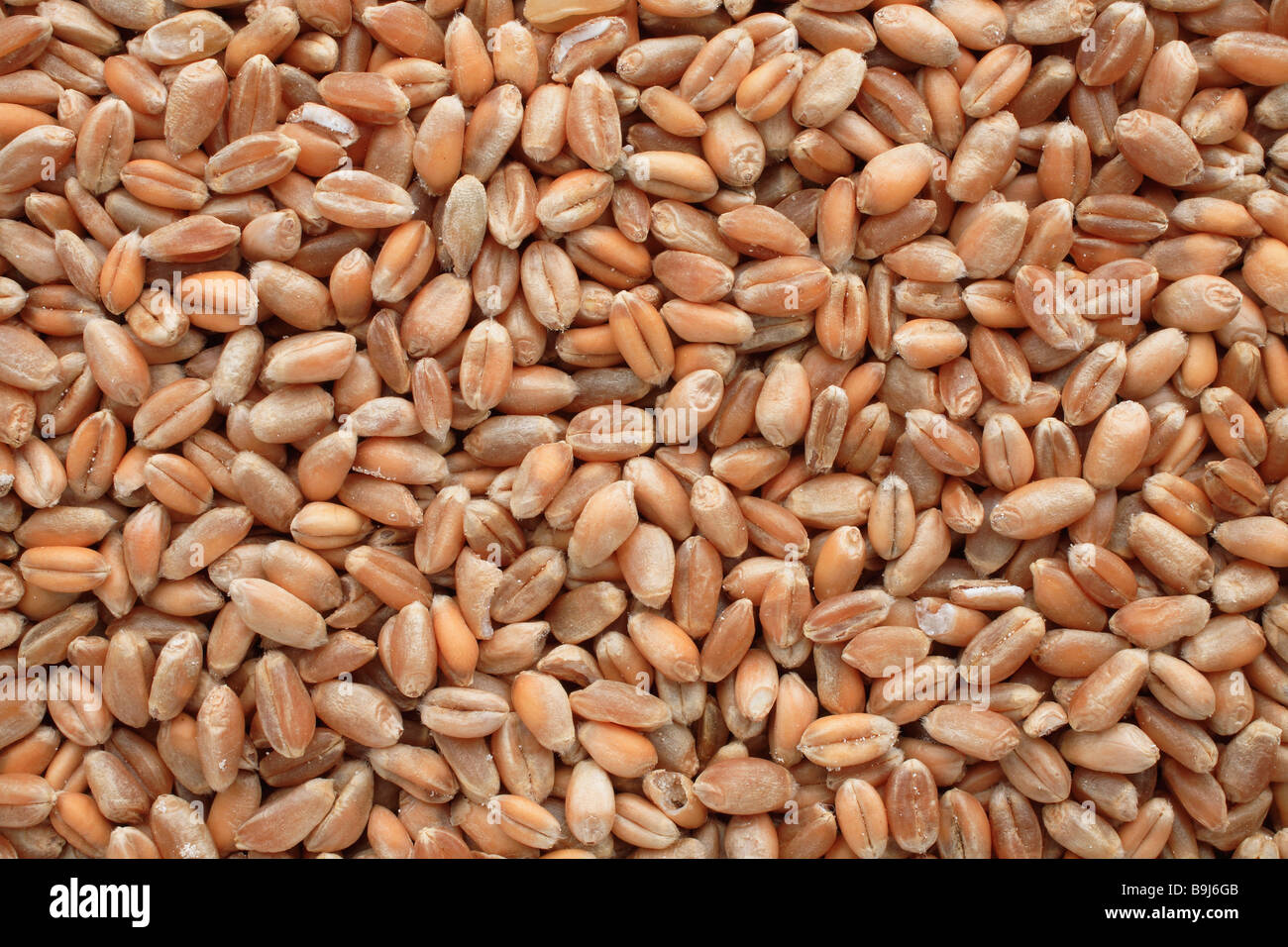wheat Triticum spp Stock Photo