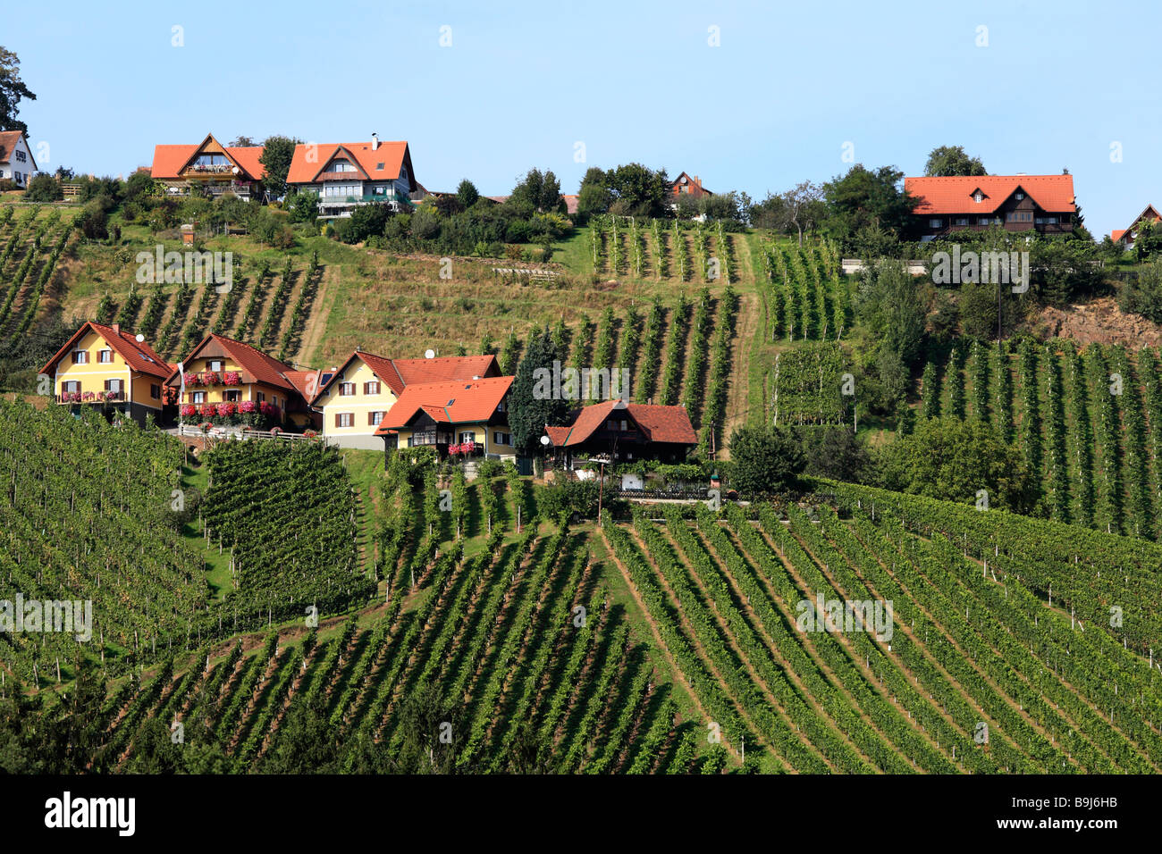 Vine yards on Schilcher Weinstrasse, Steinreib near Stainz, Styria, Austria, Europe Stock Photo