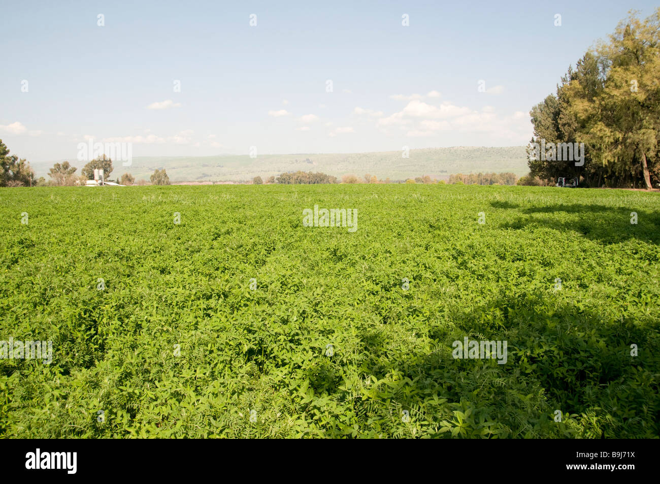 Israel Hula Valley Kibbutz Hulata An endless field of Alfalfa Medicago sativa Stock Photo