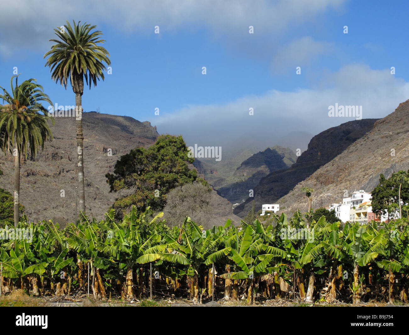 Banana plantation and date palms, Playa de Santiago, La Gomera, Canaries, Canary Islands, Spain, Europe Stock Photo