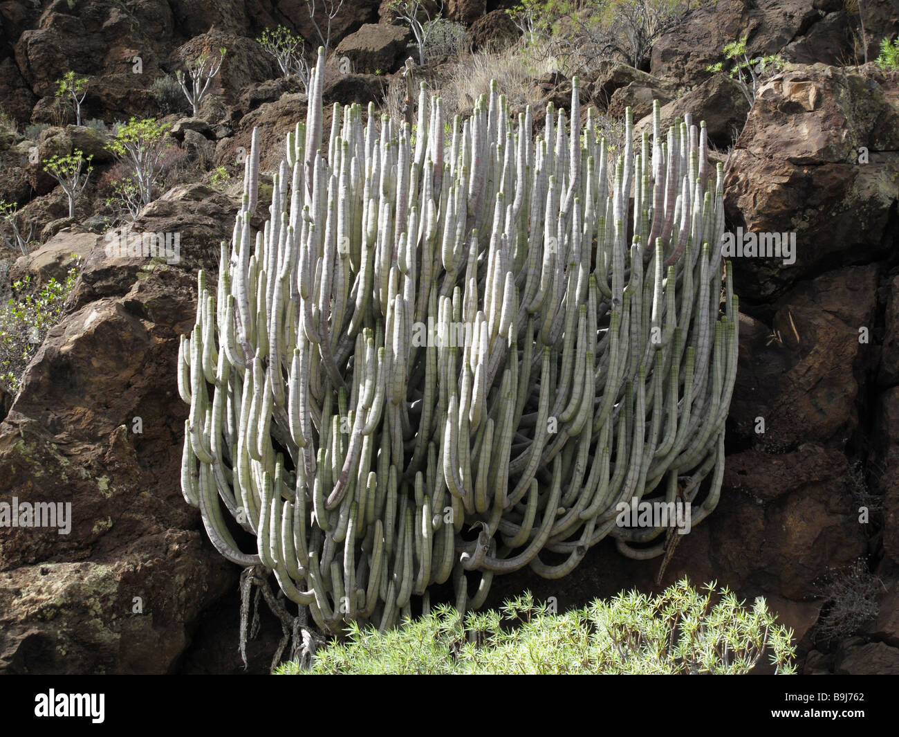 Euphorbia (Euphorbia balsamifera), La Gomera, Canary Islands, Spain, Europe Stock Photo