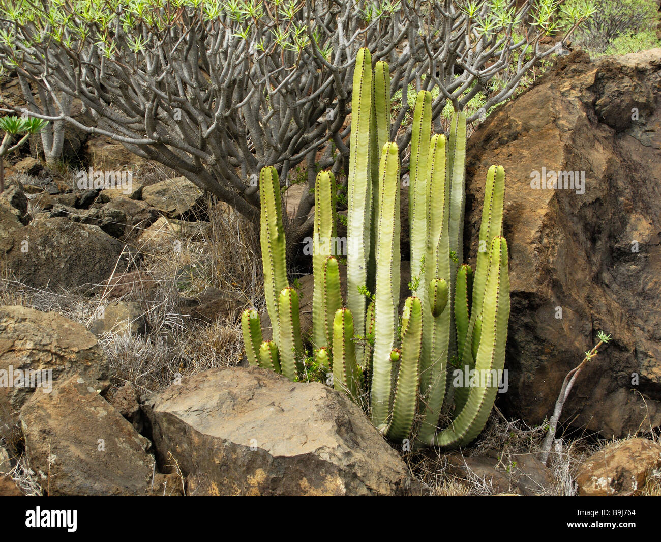 Canary Island Spurge (Euphorbia canariensis), La Gomera, Canary Islands, Spain, Europe Stock Photo