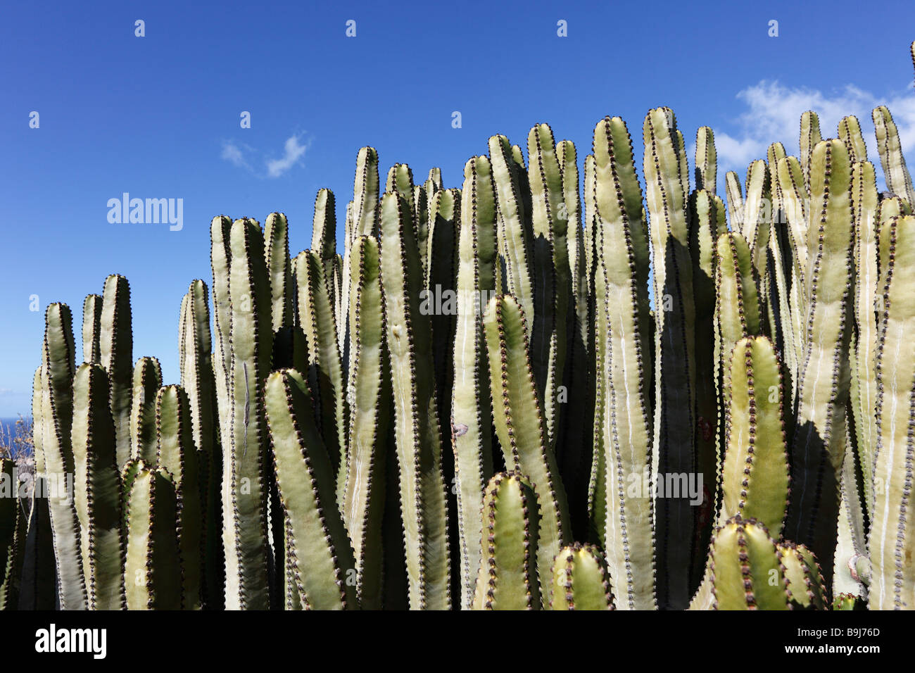 Canary Island Spurge (Euphorbia canariensis), La Gomera, Canary Islands, Spain, Europe Stock Photo