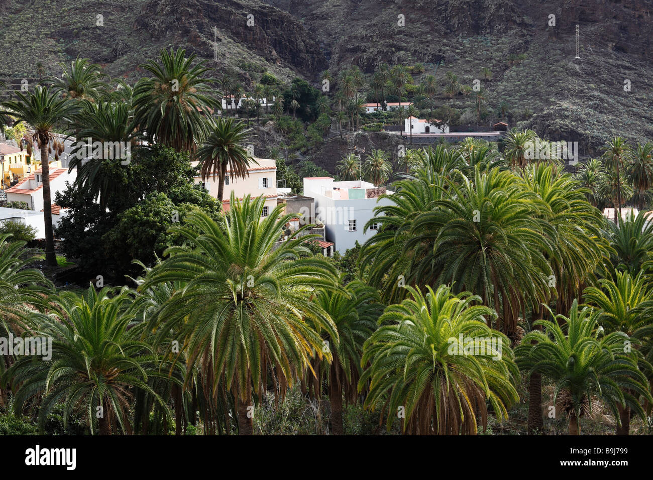 Canary Island Date Palms (Phoenix canariensis), El Guro, Valle Gran Rey, La Gomera, Canary Islands, Spain, Europe Stock Photo