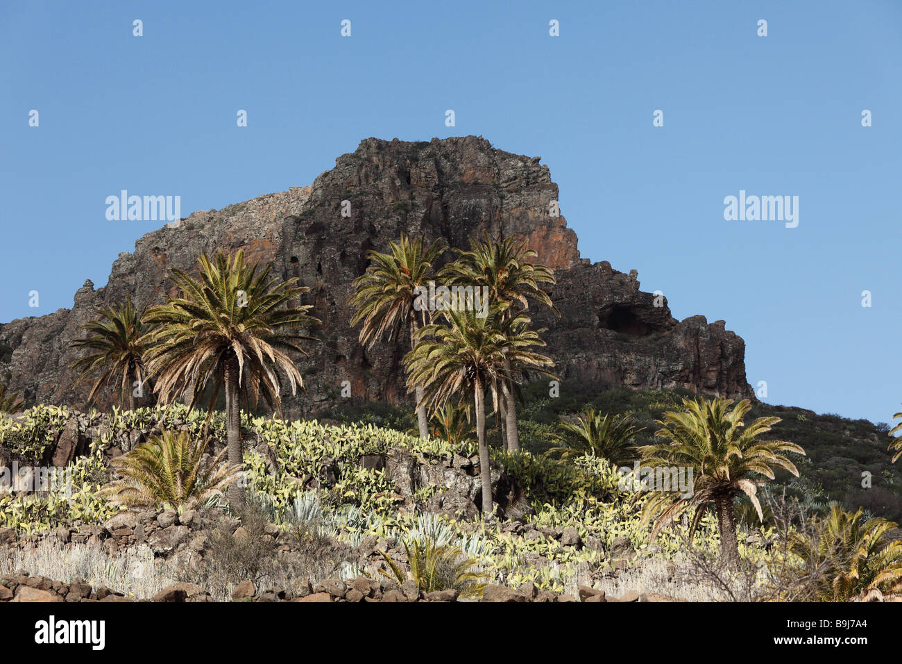 Canary Island Date Palms (Phoenix canariensis) and Mt Fortaleza near Chipude, La Gomera, Canary Islands, Spain, Europe Stock Photo