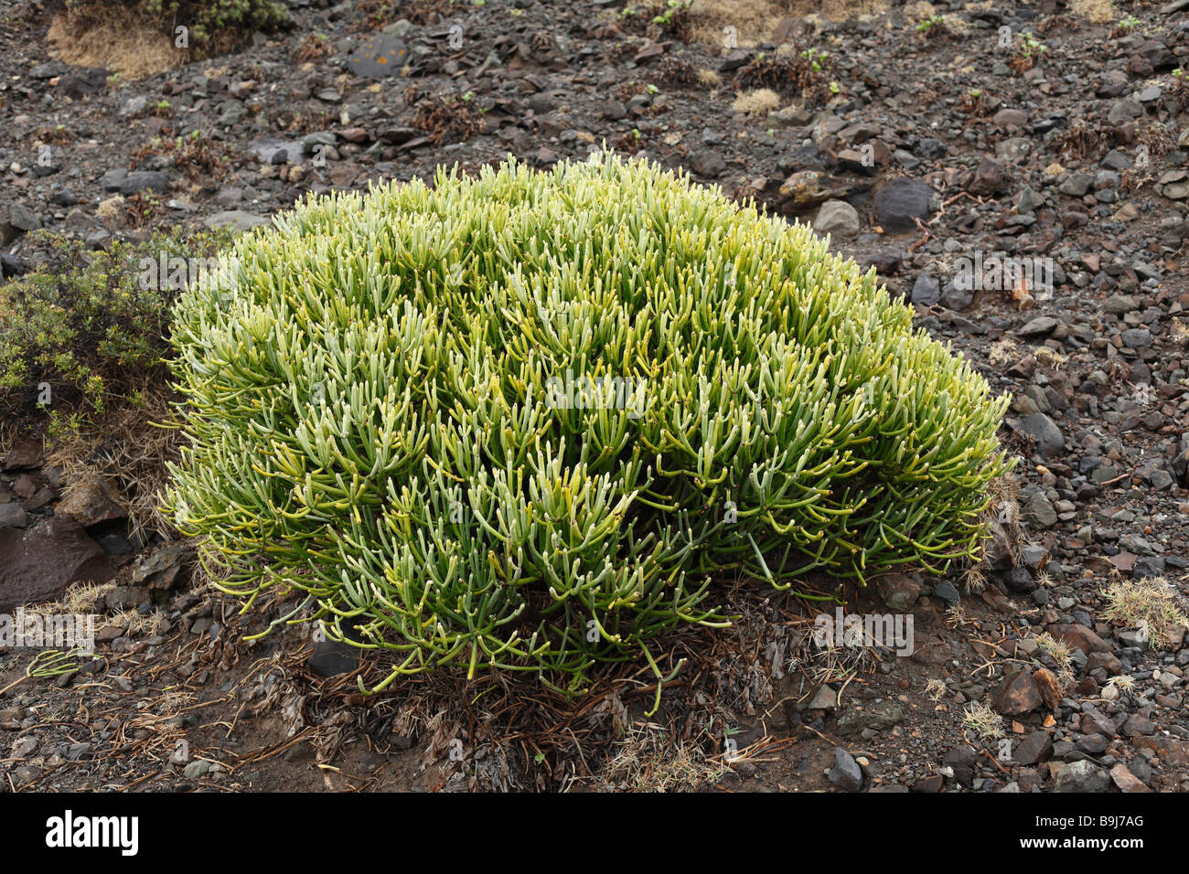 Leafless Spurge (Euphorbia aphylla), La Gomera, Canary Islands, Spain, Europe Stock Photo