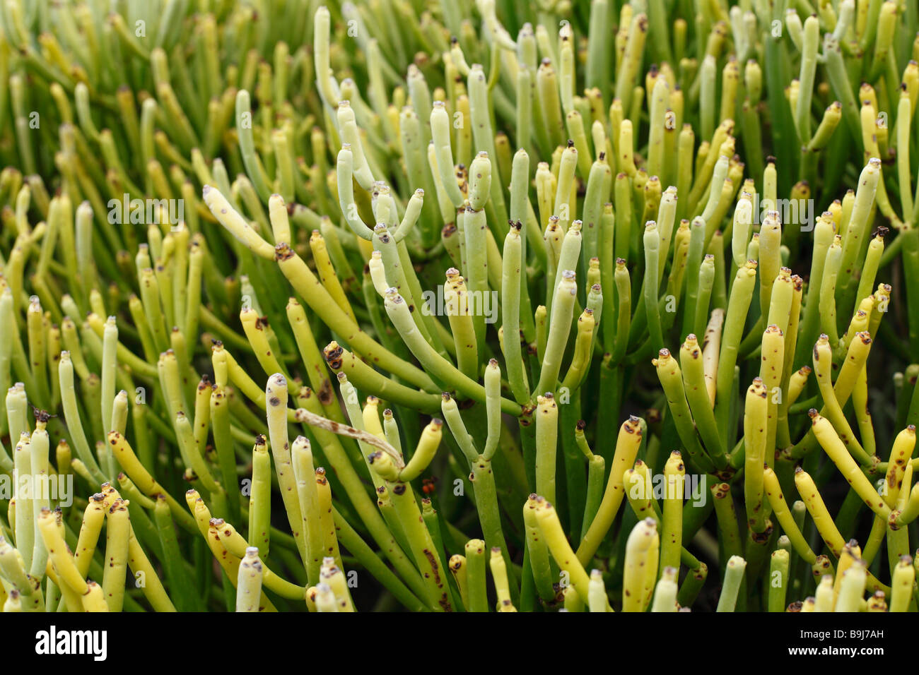 Leafless Spurge (Euphorbia aphylla), La Gomera, Canary Islands, Spain, Europe Stock Photo