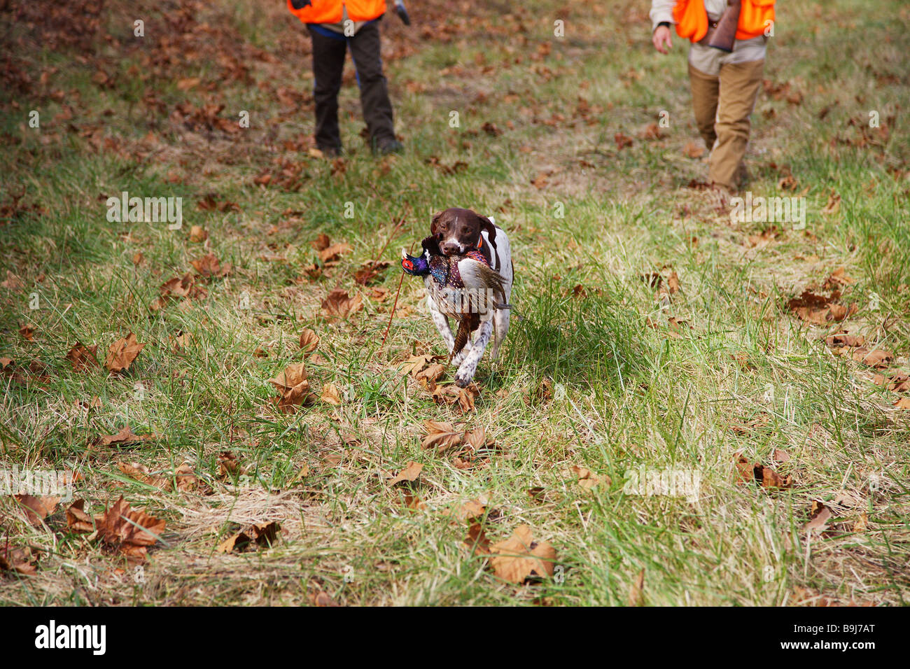 Hunting dog German short haired pointer retrieving a game bird Game bird pheasant in dog s mouth