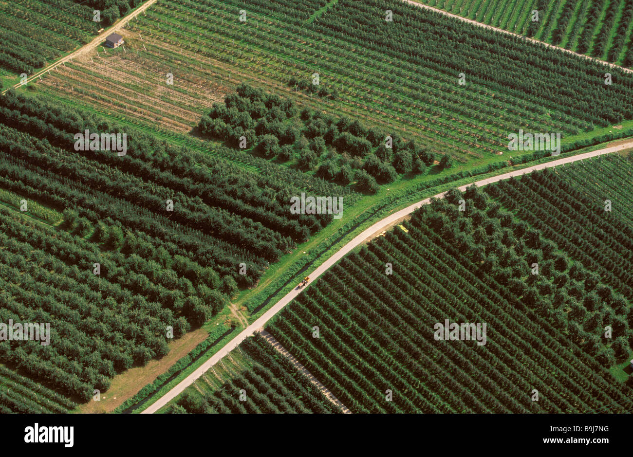 Aerial picture, fruit crops in Valle Isarco Valley, Bolzano-Bozen, Italy Stock Photo