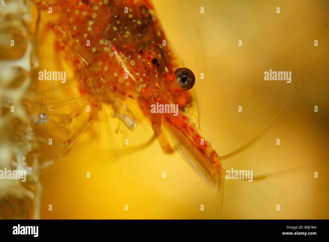 Mangrove Hairy-handed Prawn (Caridina propinqua) from Indonesia, close-up of the head, fresh water Stock Photo