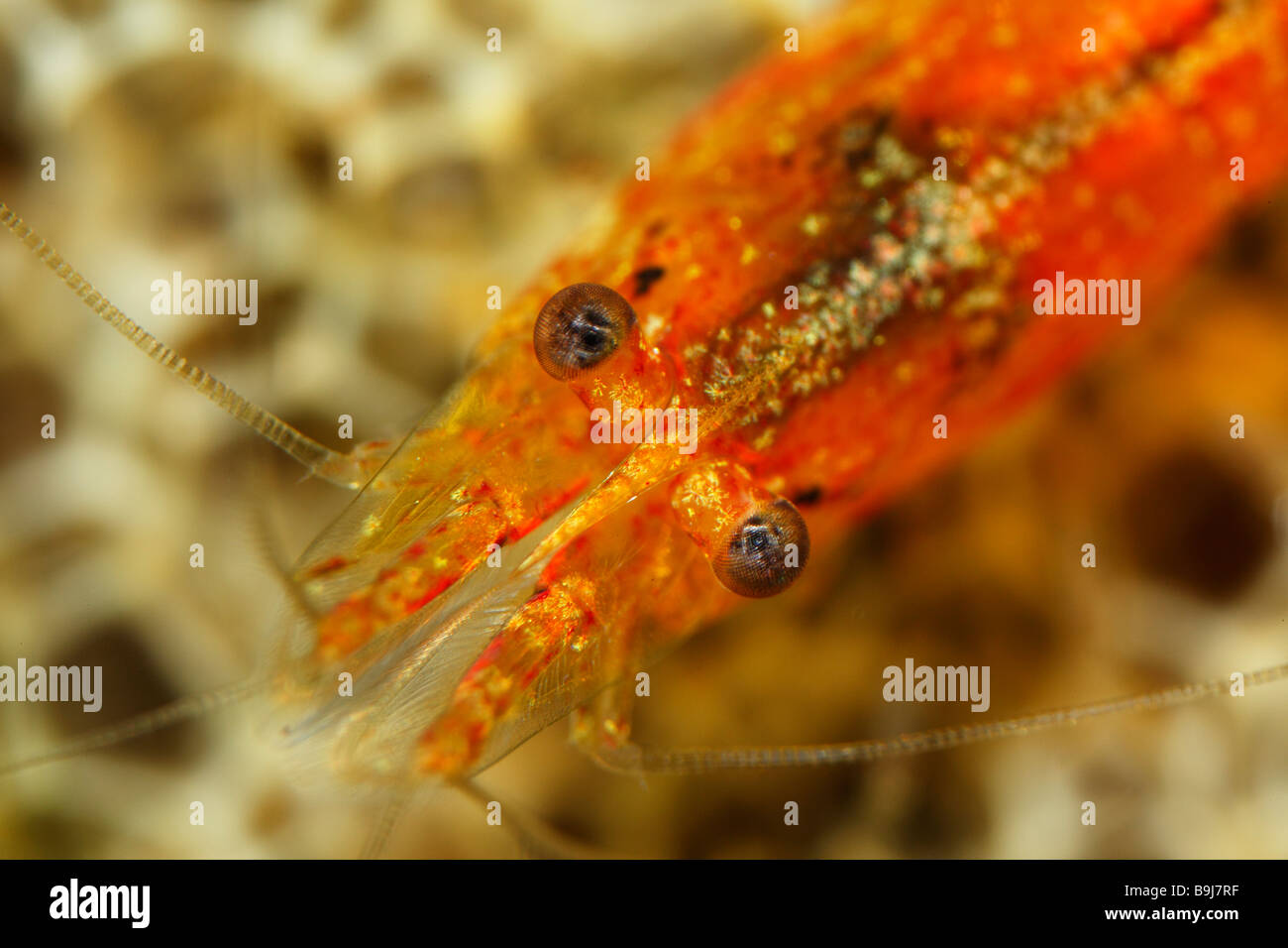 Mangrove Hairy-handed Prawn (Caridina propinqua) from Indonesia, close-up of the head, fresh water Stock Photo