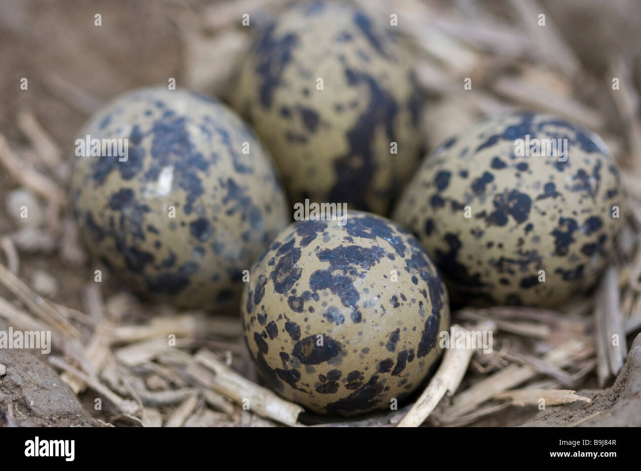 Northern Lapwing (Vanellus vanellus) nest in a plough furrow Stock Photo