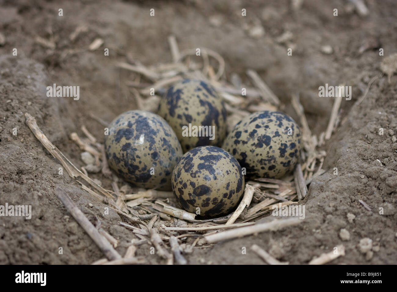 Northern Lapwing (Vanellus vanellus) nest on a field Stock Photo