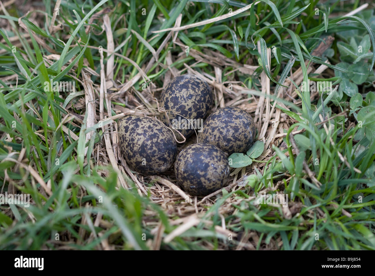 Northern Lapwing (Vanellus vanellus) nest on a meadow Stock Photo