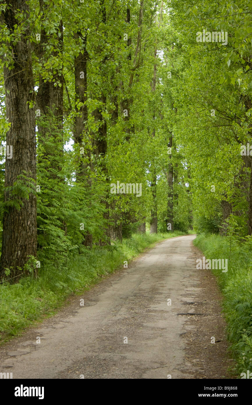 Alley of poplars with fresh sprouts in the spring Stock Photo