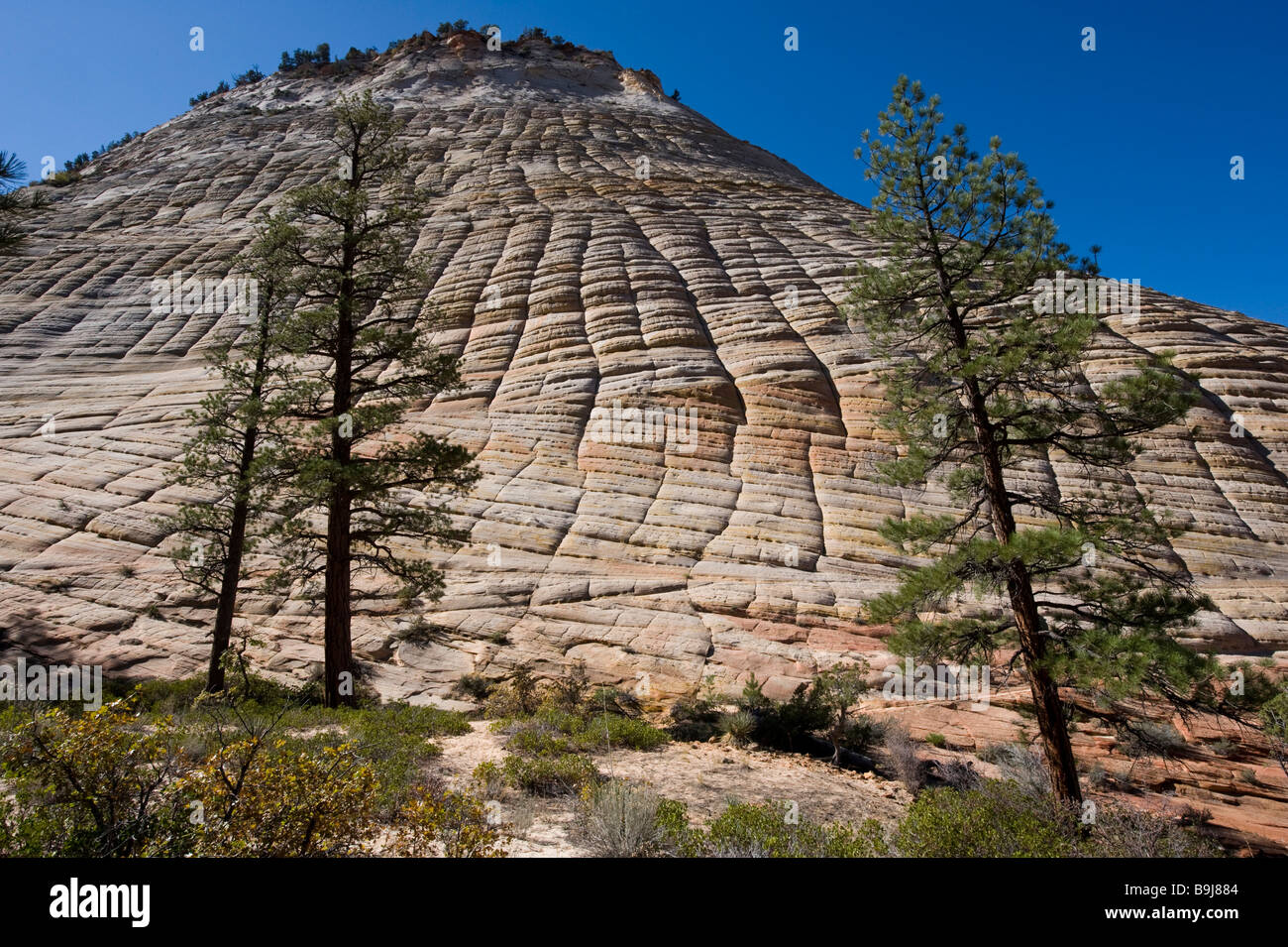 Checkerboard Mesa, sandstone, Mont Carmel Highway, Zion, National Park, Utah, USA Stock Photo