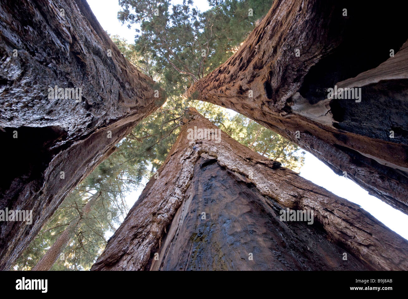 Giant Sequoias (Sequoiadendron giganteum) from below, Giant Forest, Sequoia National Park, California, USA Stock Photo