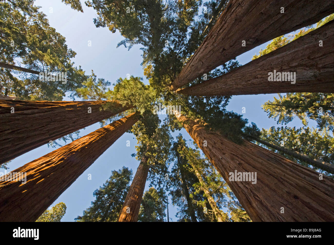 Giant Sequoias (Sequoiadendron giganteum) from below, Giant Forest, Sequoia National Park, California, USA Stock Photo