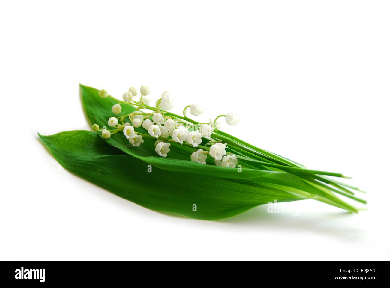 Lilies valley flowers on Cut Out Stock Images Pictures Alamy Lilies valley flowers on Cut Out Stock Images Pictures Alamy