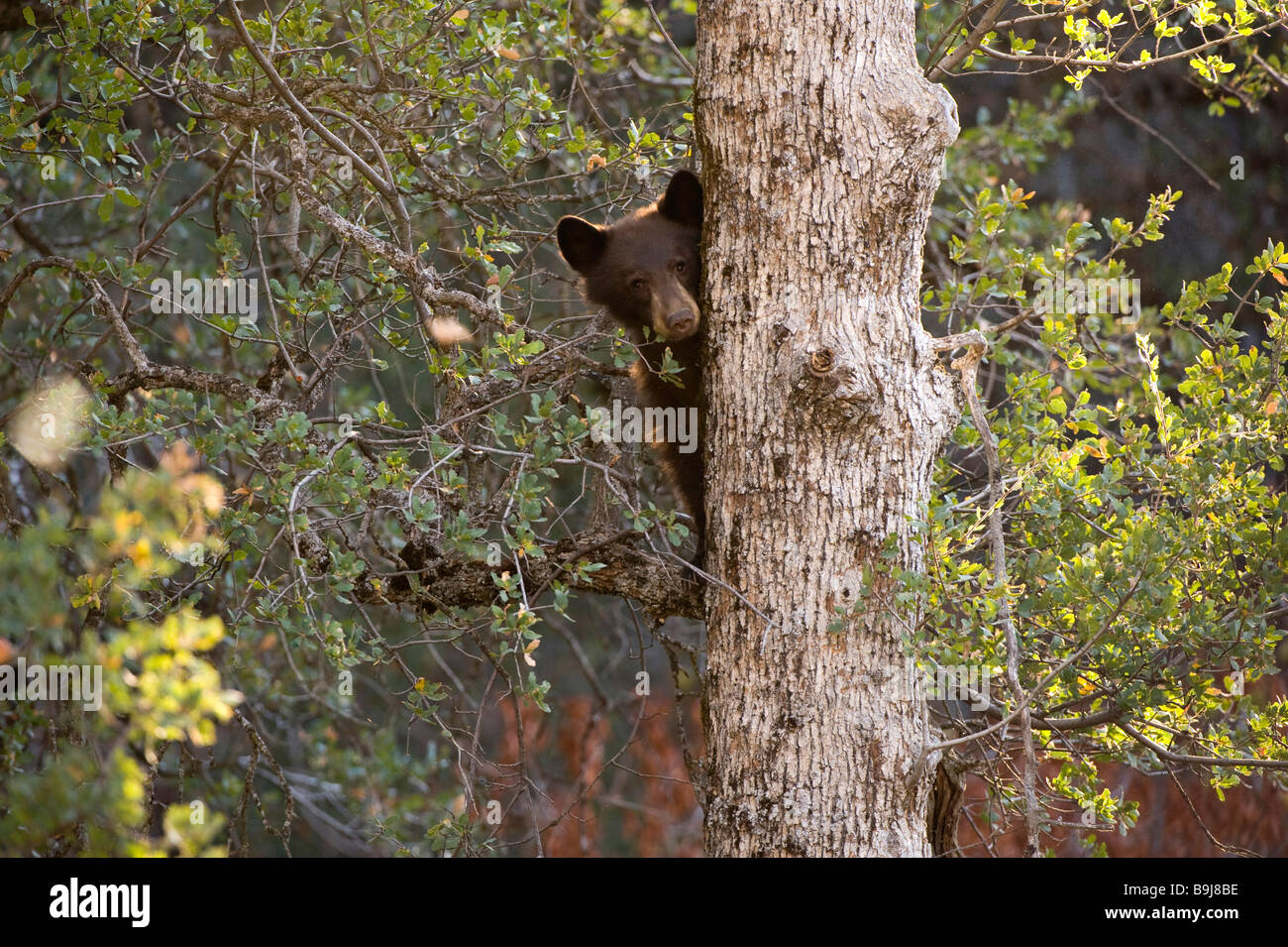 American Black Bear (Ursus americanus) peeping out behind a tree trunk, Sequoia National Park, California, USA Stock Photo