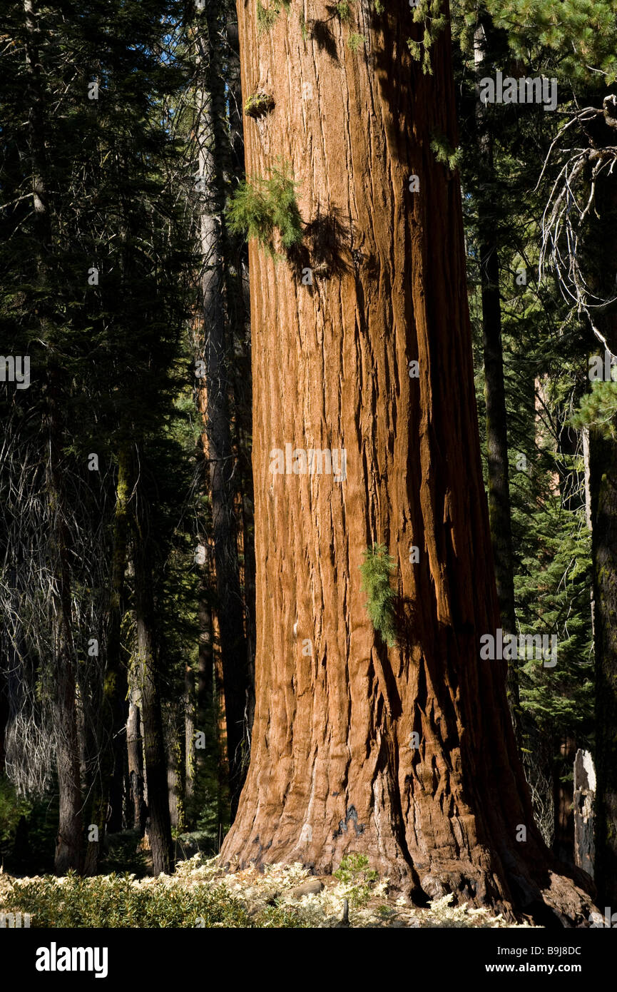 Trunk of a Giant Sequoia (Sequoiadendron giganteum), Giant Forest, Sequoia National Park, California, USA Stock Photo