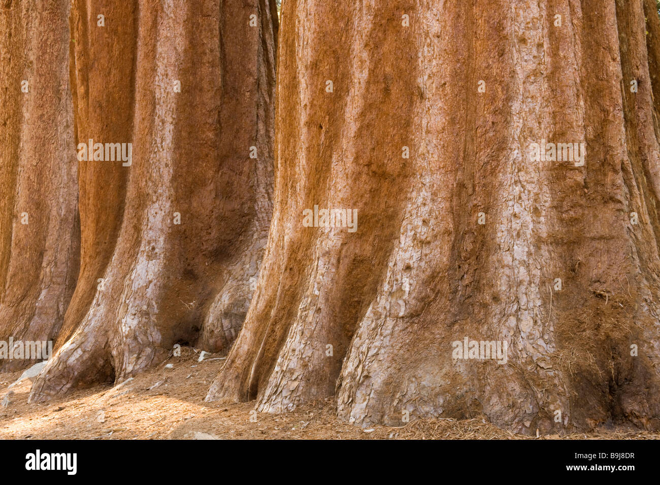 Trunks of Giant Sequoias (Sequoiadendron giganteum), Giant Forest, Sequoia National Park, California, USA Stock Photo