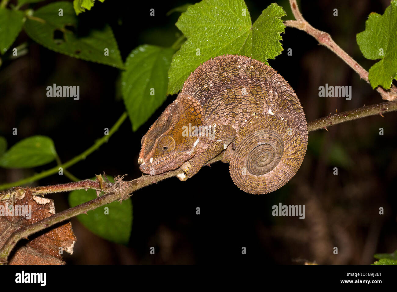 Short nosed Chameleon at Andasibe Madagascar Stock Photo