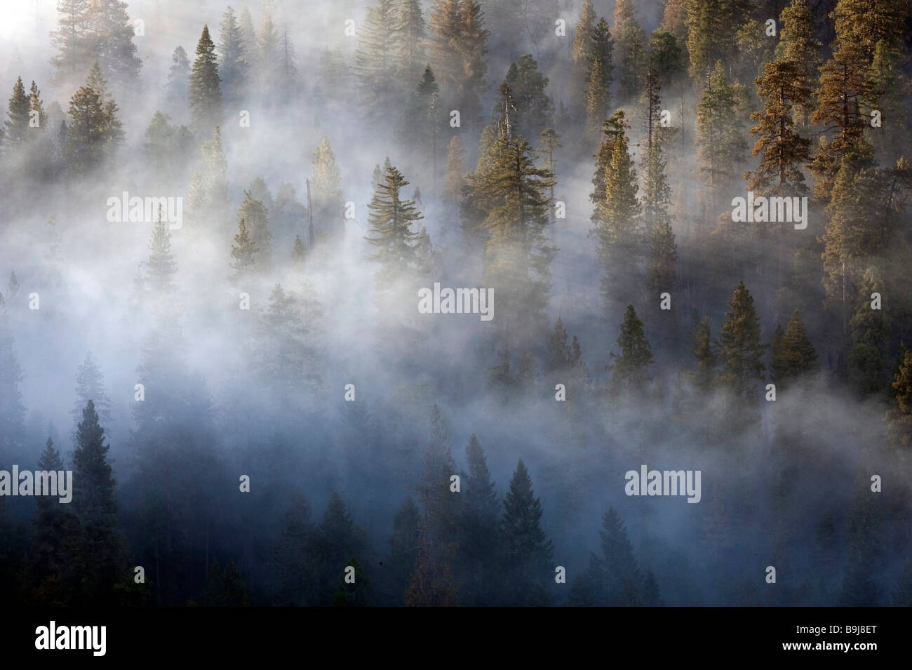 Wads of smoke from a forest fire pervading Sequoia National Park, California, USA Stock Photo