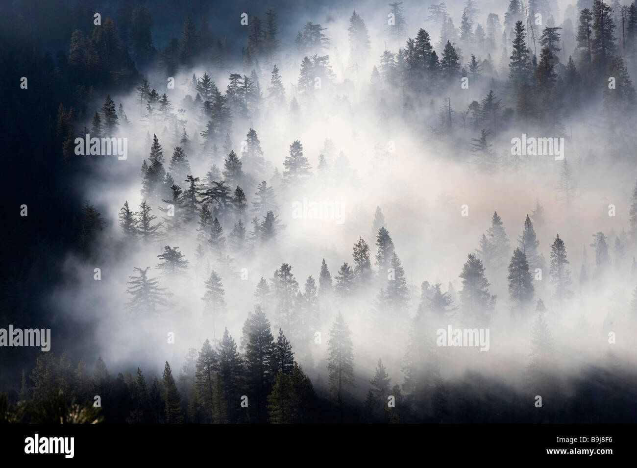 Wads of smoke from a forest fire pervading Sequoia National Park, California, USA Stock Photo