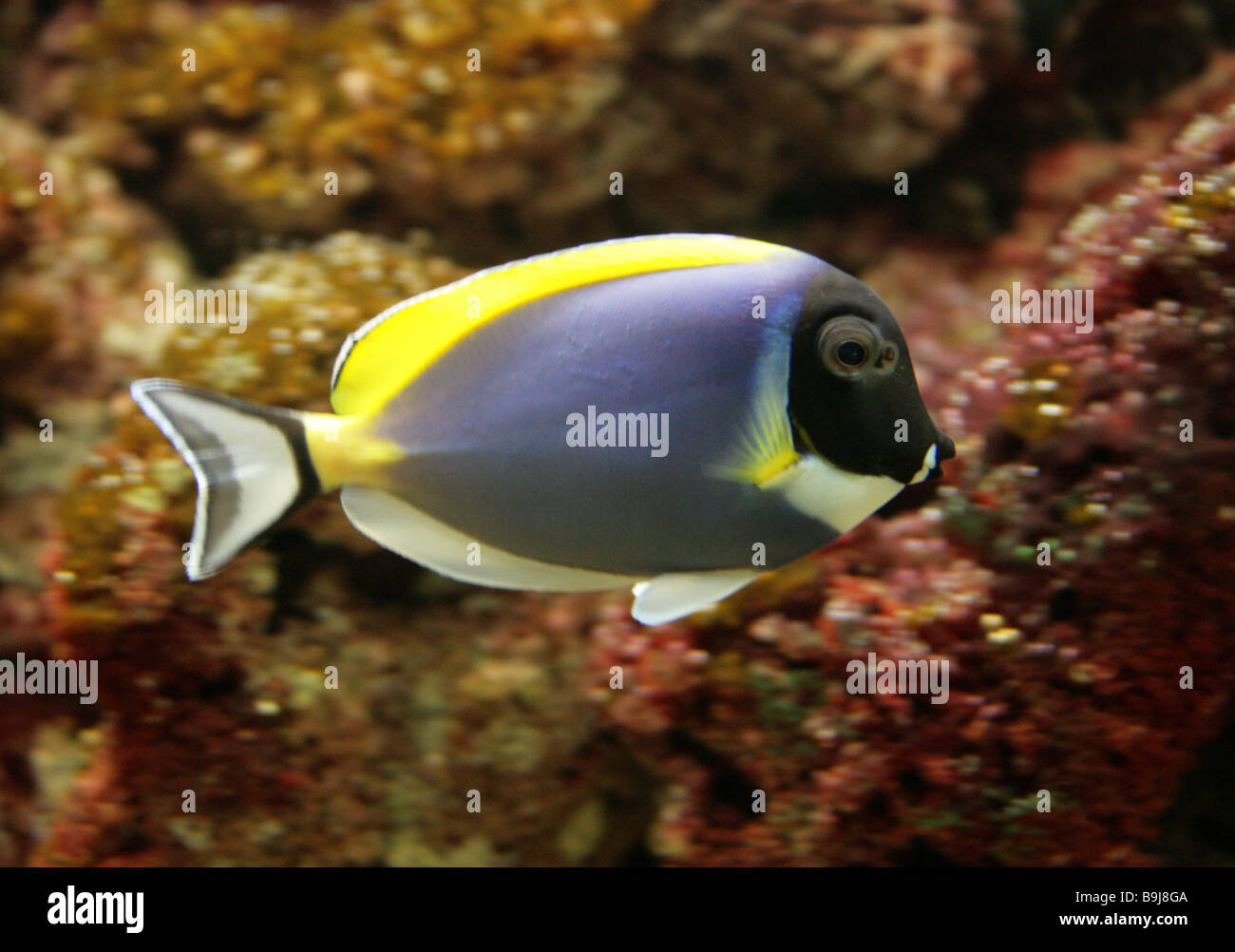 Powderblue or Blue Tang Fish, Acanthurus leucosternon, Acanthuridae. Also known as the Powderblue Surgeonfish. Stock Photo