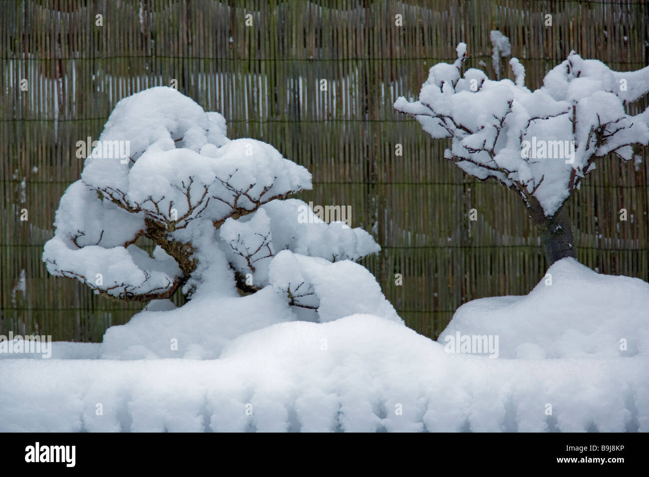 Bonsai's in the snow Stock Photo