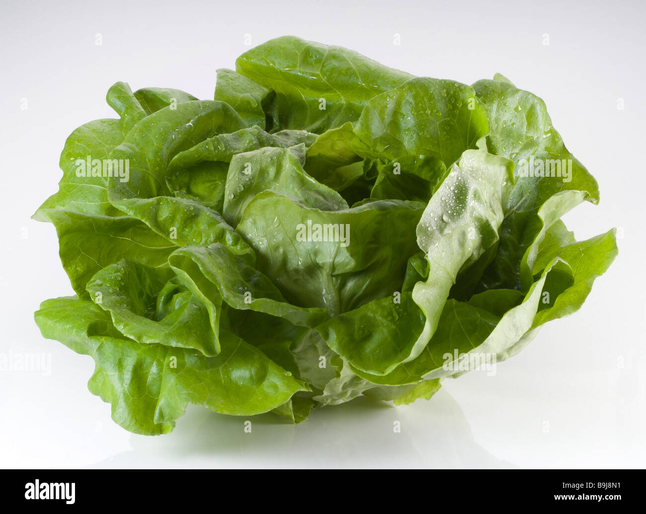 Butterhead lettuce hi-res stock photography and images - Alamy