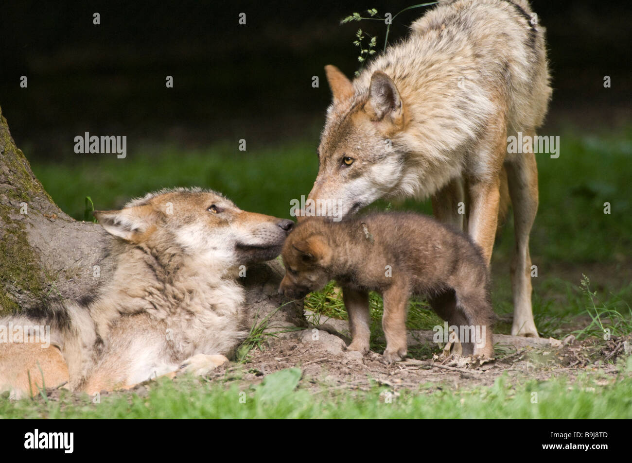 Gray wolves (Canis lupus), young animal, social behaviour, Sababurg zoo, Hofgeismar, North Hesse, Germany Stock Photo