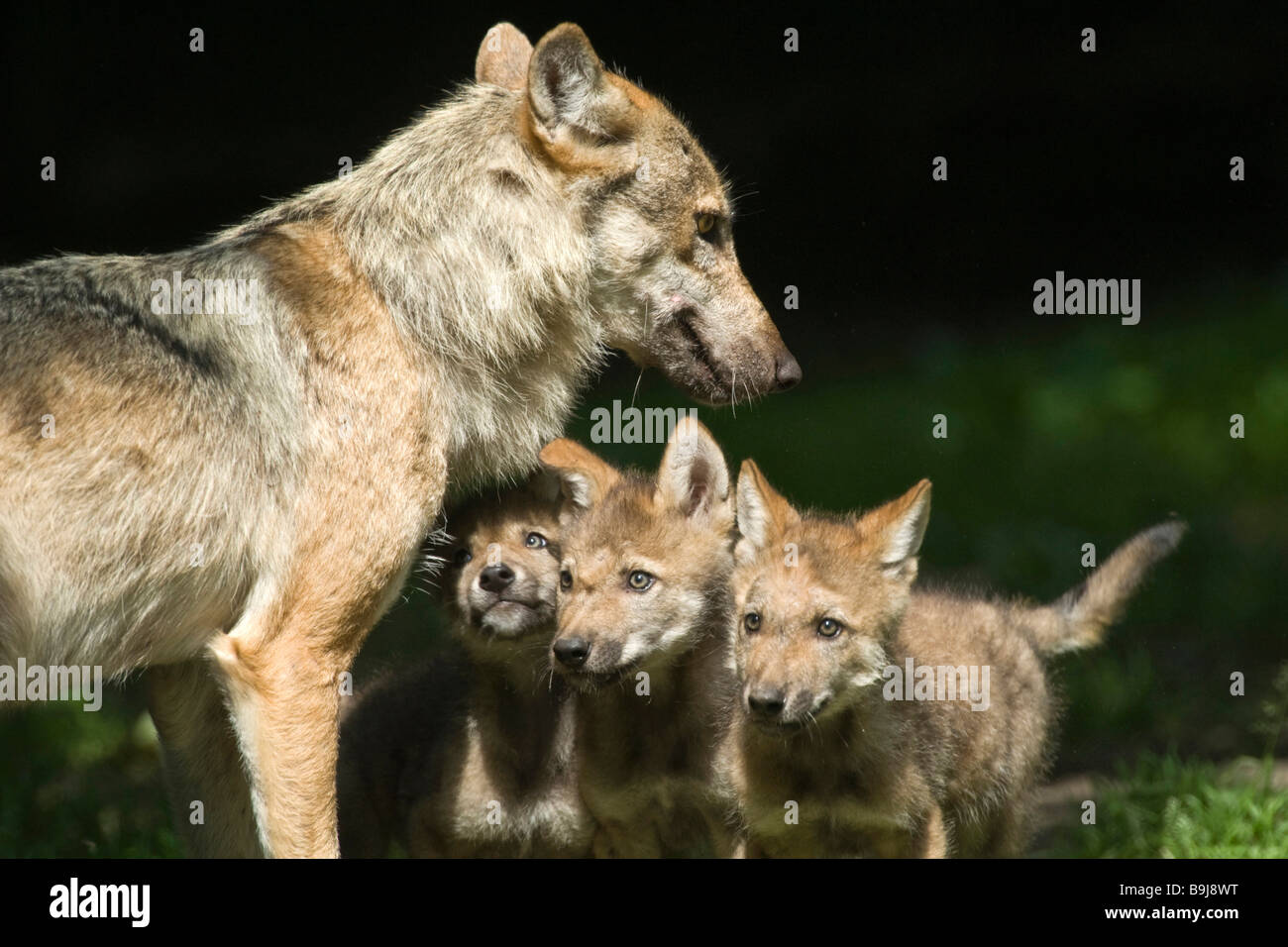 Gray Wolves (Canis lupus), adult and three young animals, Sababurg zoo ...