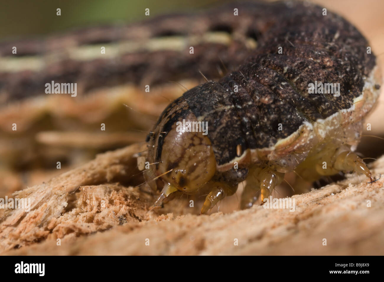 Large Yellow Underwing larva - Noctua pronuba Stock Photo
