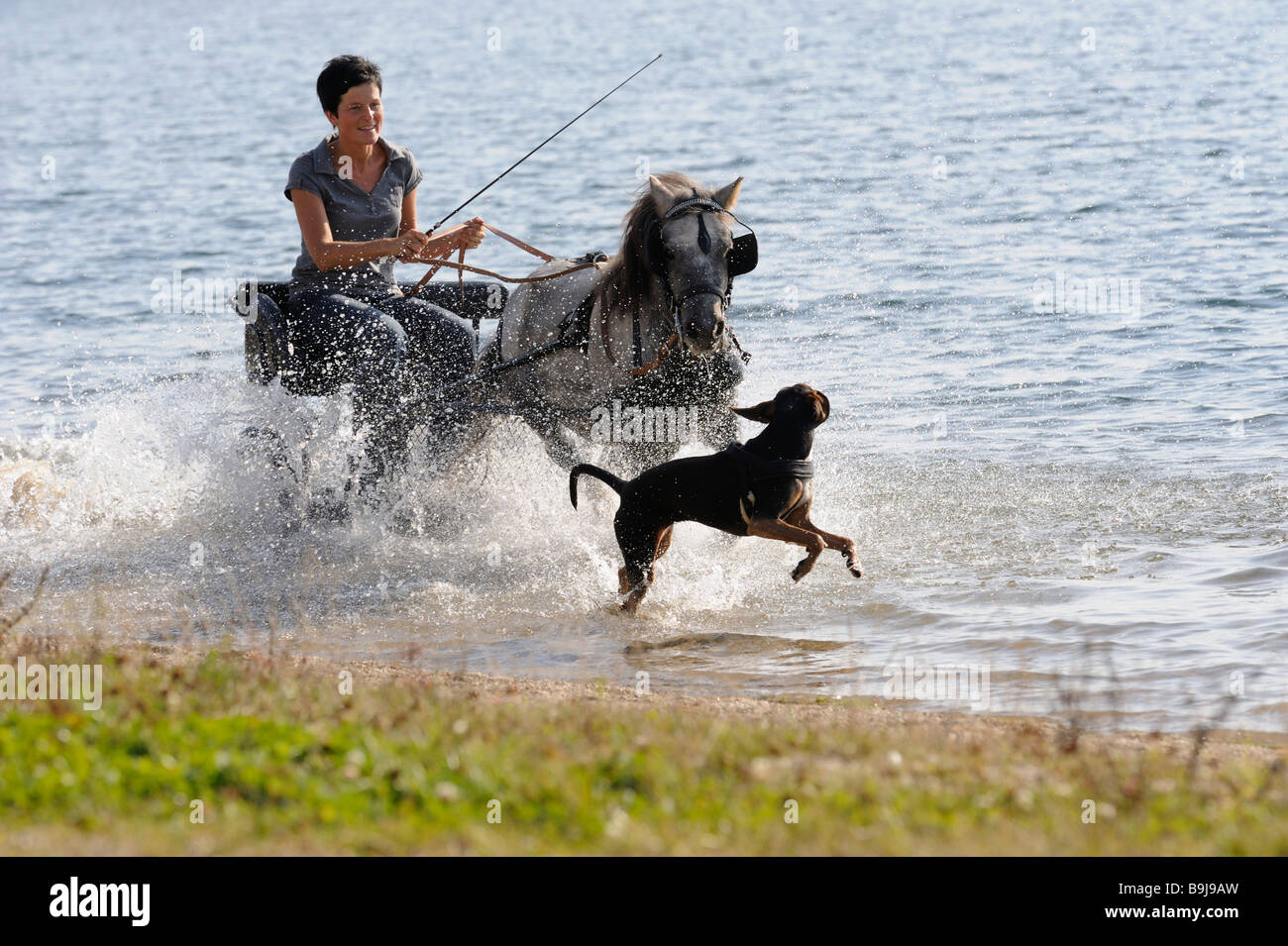 Young woman riding through the water in a carriage with a dog Stock Photo