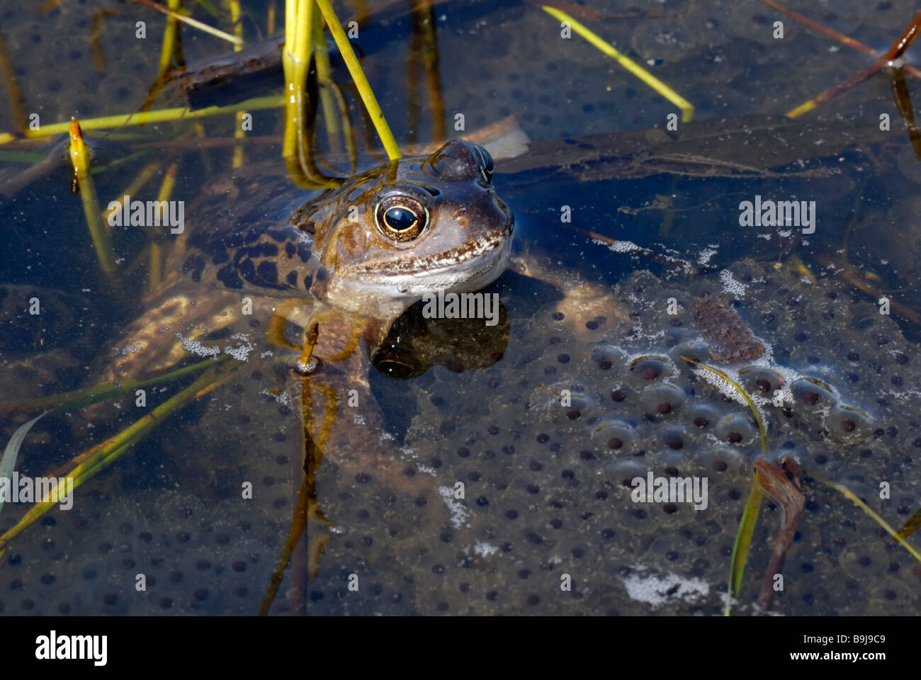 Common Frog (Rana temporaria) in a large cluster of frogspawn Stock Photo