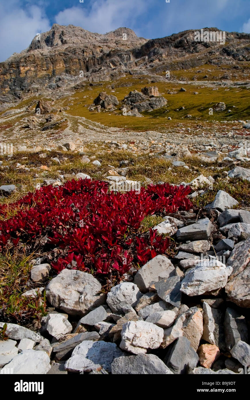 Autumnal shrub cluster of Manzanitas or Bearberries (Arctostaphylos alpinus) on the Piz Albris mountainside, 3166 m above sea l Stock Photo