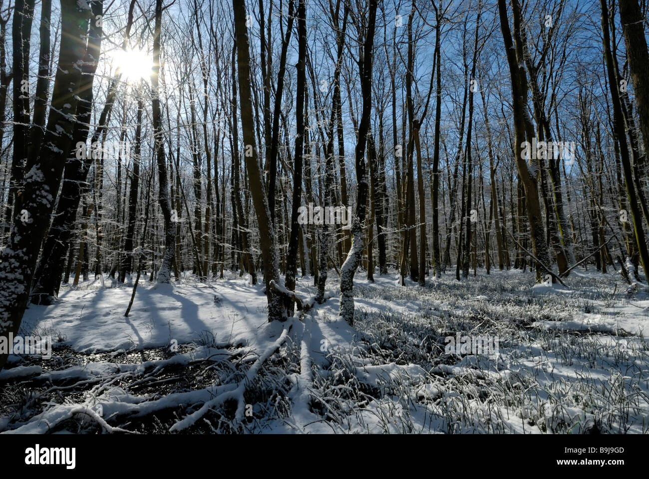 Winterly deciduous forest, back-light shot, Schleswig-Holstein, Germany, Europe Stock Photo
