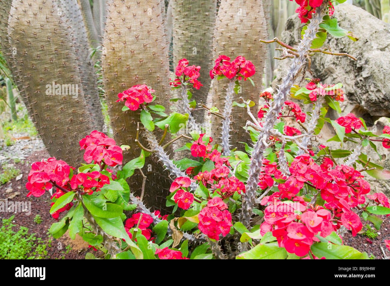 Flowering euphorbia plant in a cactus garden Stock Photo