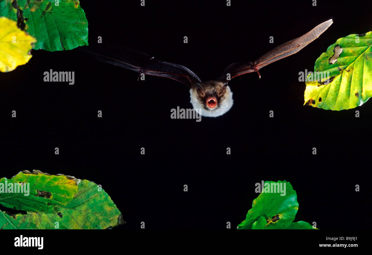 Natterer's Bat (Myotis nattereri) flying Stock Photo