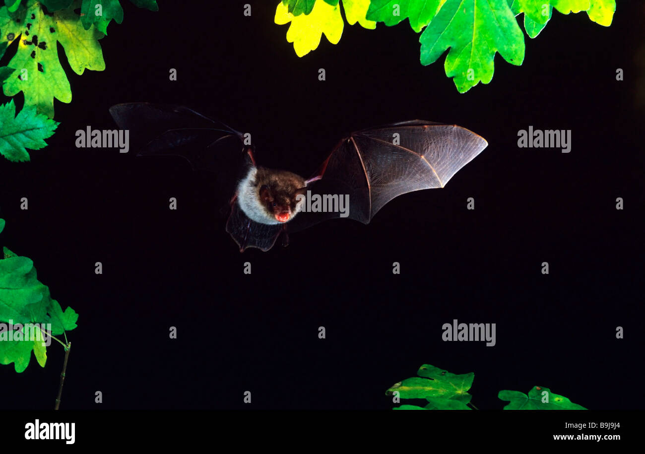 Natterer's Bat (Myotis nattereri) flying Stock Photo