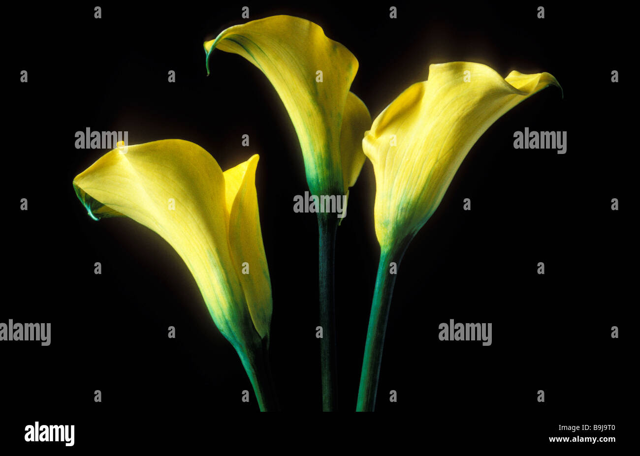 Three yellow calla lilies Stock Photo