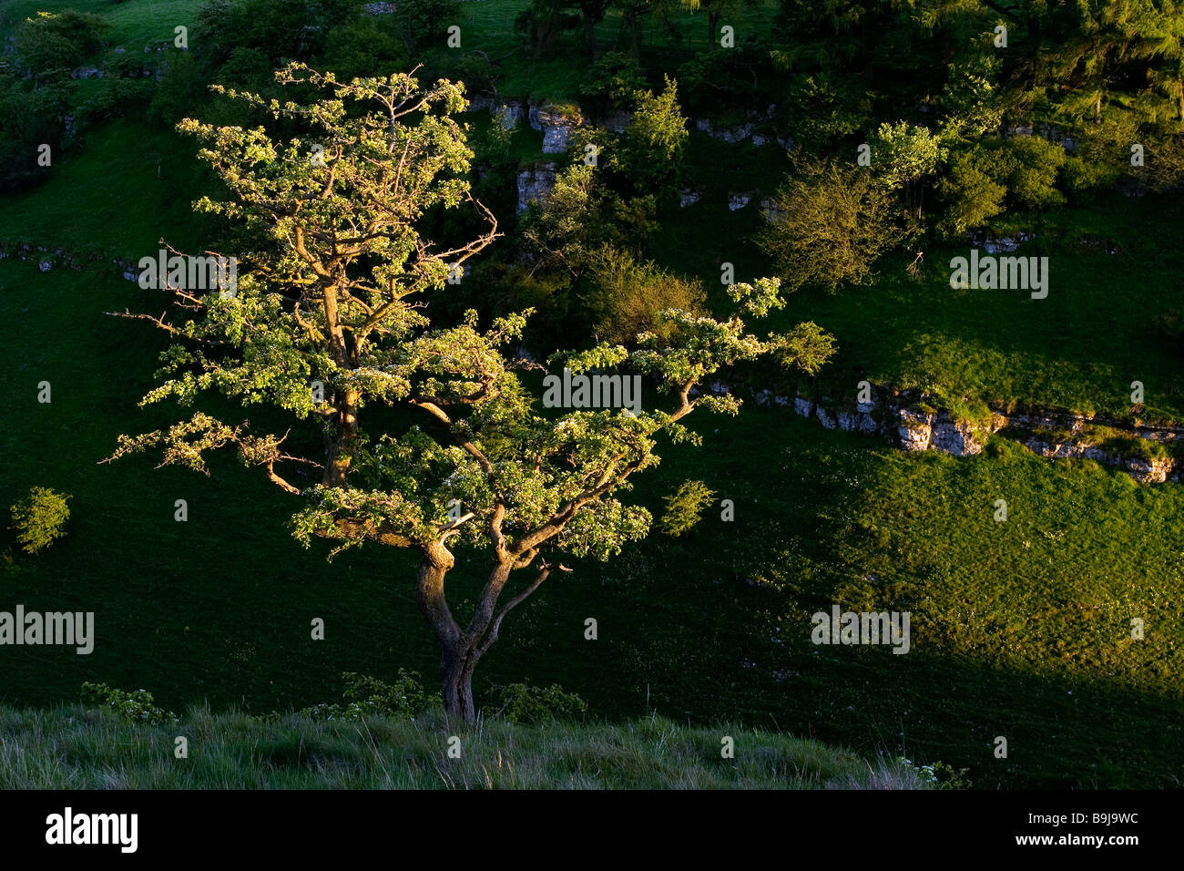 A tree bathed in evening light in the Lathkill Dale National Nature Reserve in the Peak District National Park, Derbyshire Stock Photo