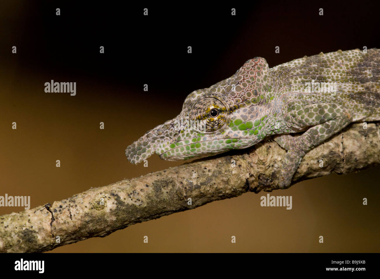 Malagasy chameleon Madagascar Stock Photo