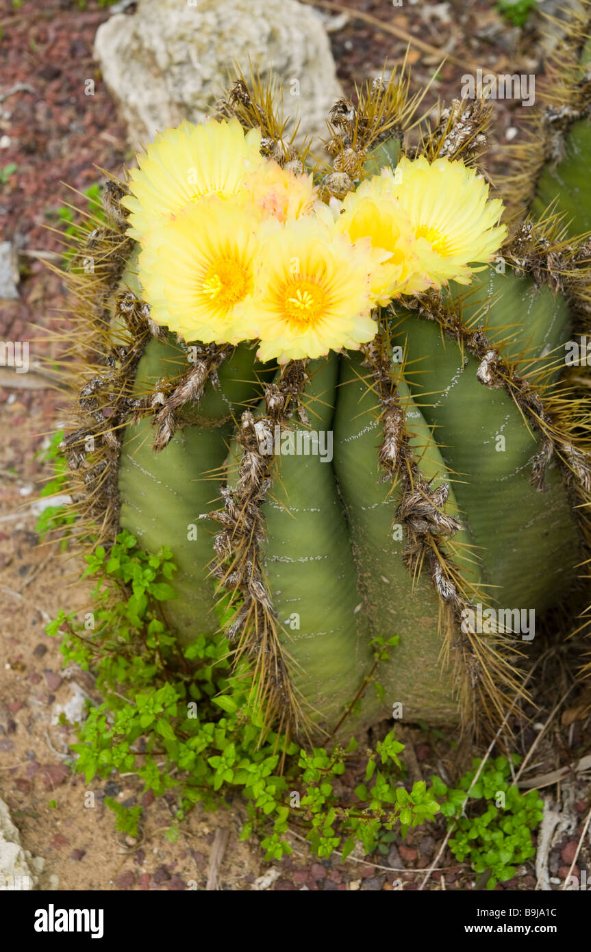 Flowering yellow barrel Cactus Ferocactus in a cactus garden Stock