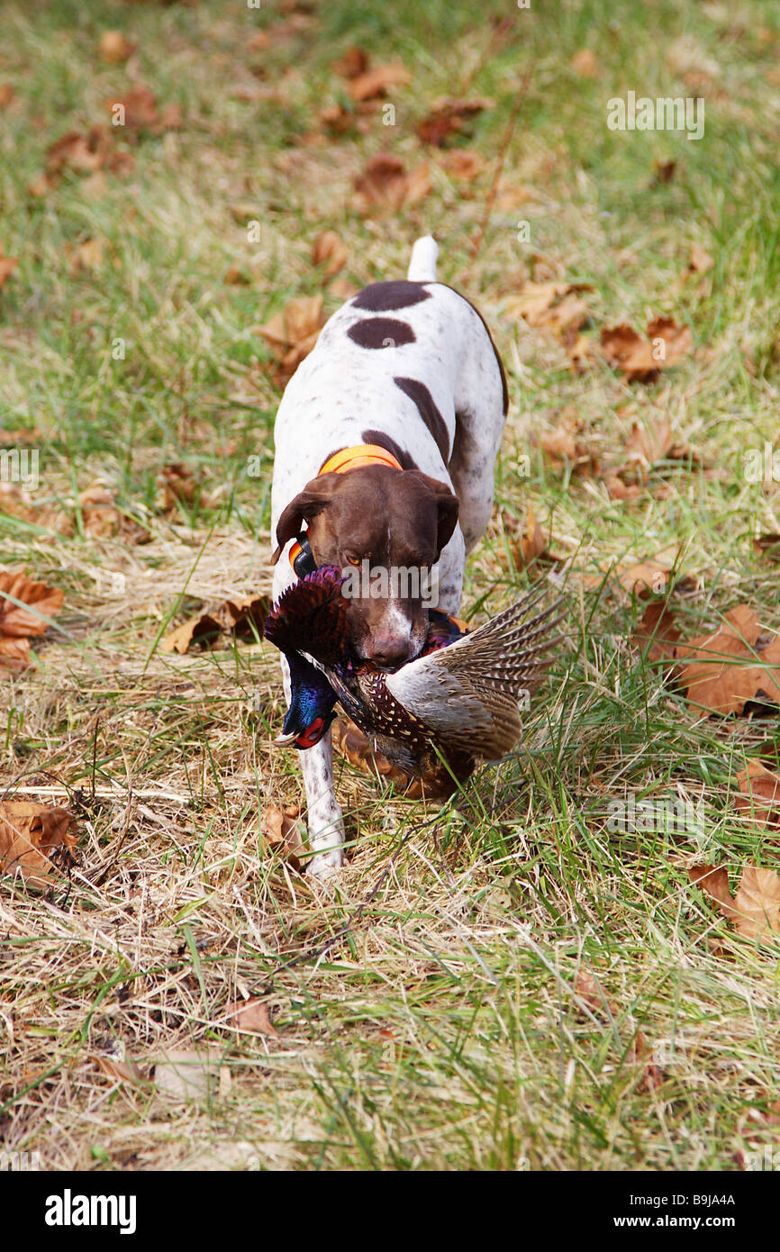 Hunting dog German short haired pointer retrieving a game bird Game bird pheasant in dog s mouth